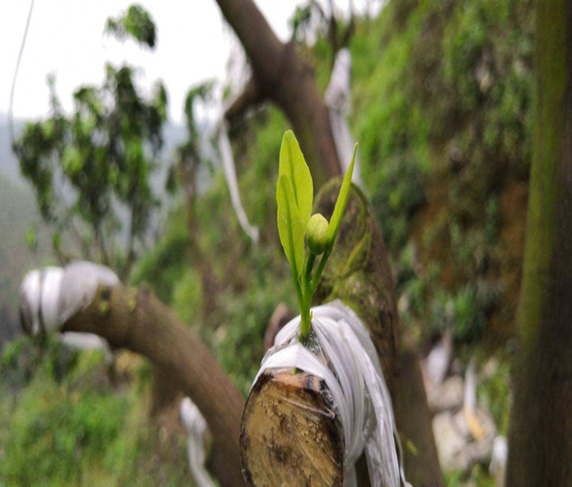 Biodegradable film for grafting