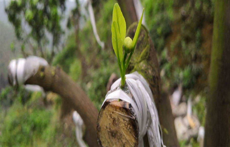 Biodegradable film for grafting