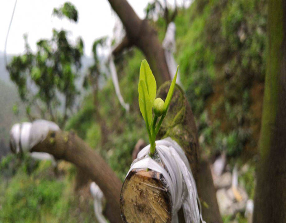 Biodegradable film for grafting