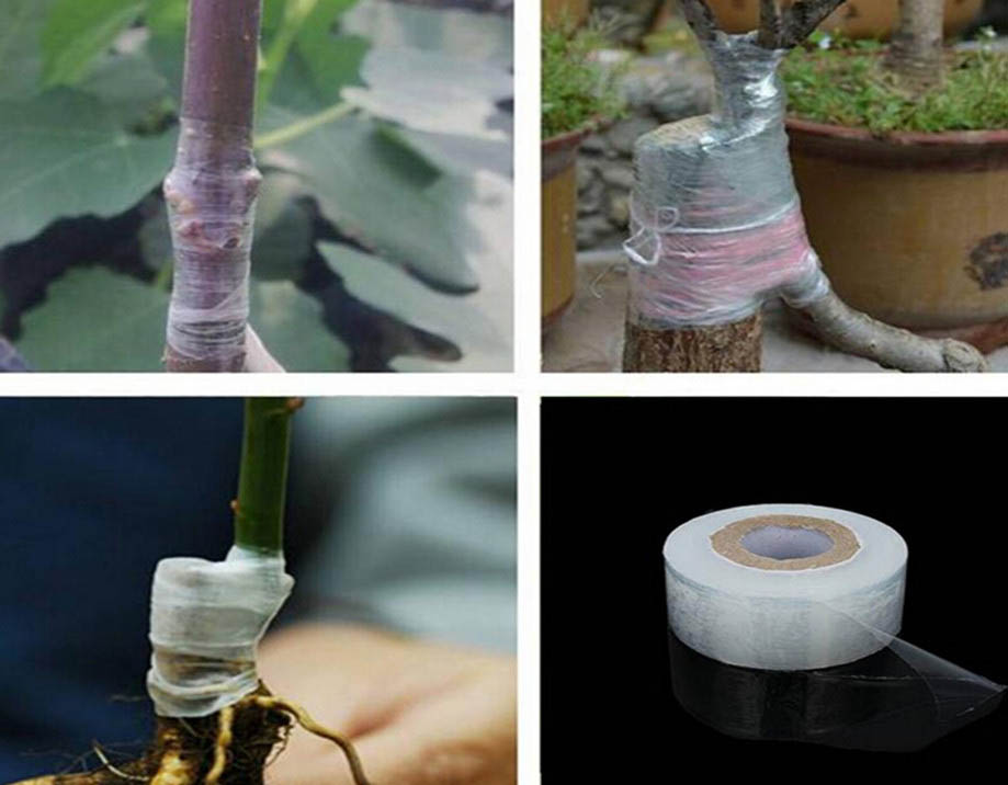 Biodegradable film for grafting