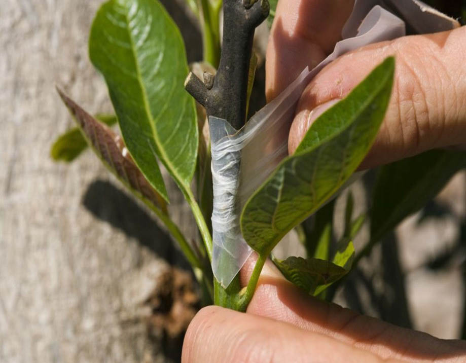 Biodegradable film for grafting