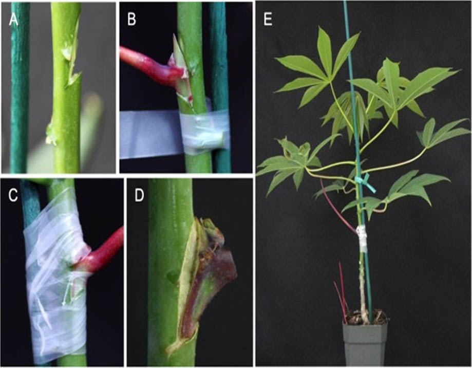 Biodegradable film for grafting